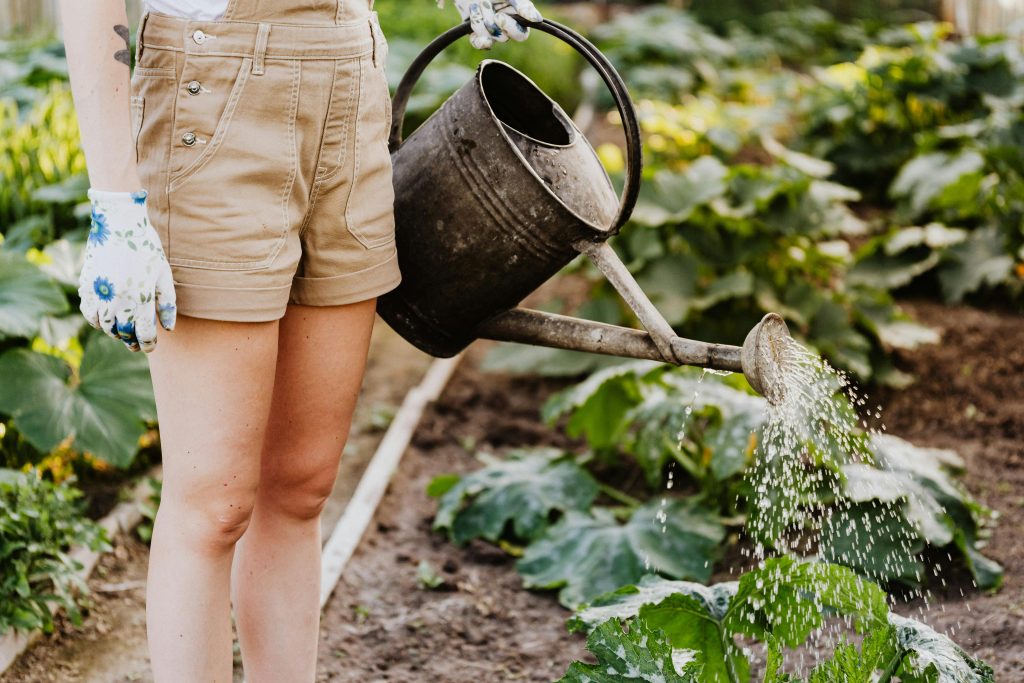 Person holding a watering can in a garden